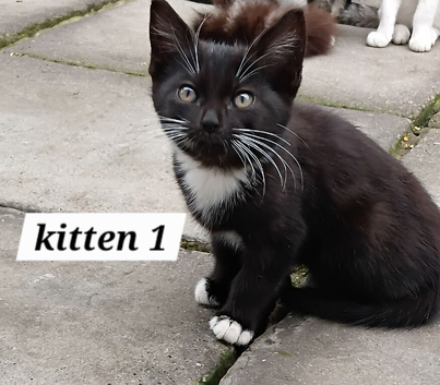 4 female kittens ready now