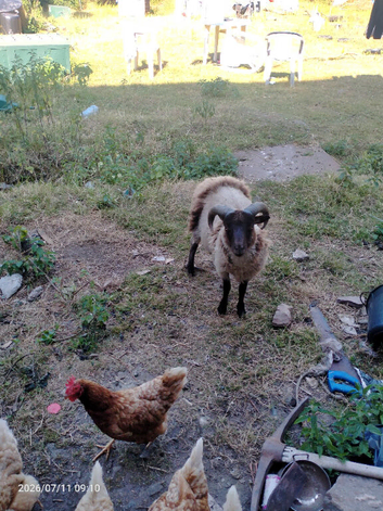Shetland ram