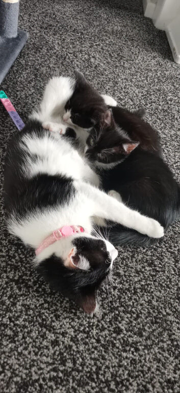 Kittens for sale