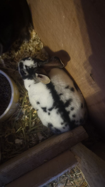 Stunning Mini Rex