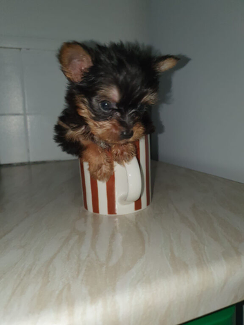 Tea cup yorkshire terrier