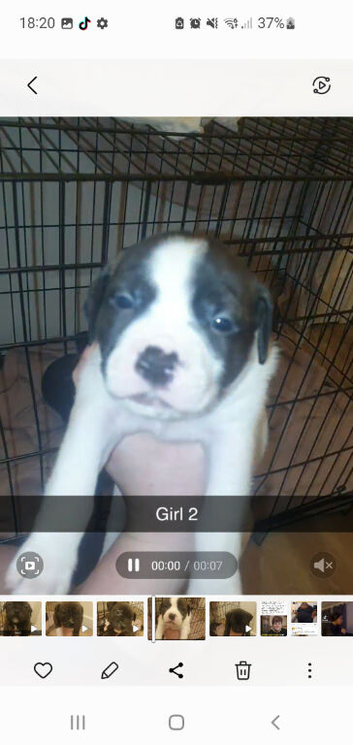 READY TO GO 10TH APRIL Cane Corso x English Bulldog pups for sale