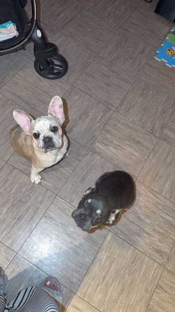French bulldogs, two females