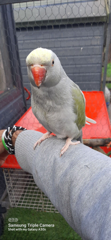 Reingnack recessive pied really birds