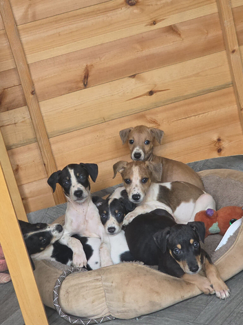 Lurcher puppies