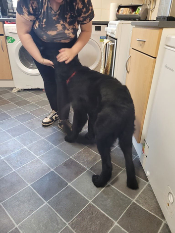 German shepherd cross newfoundland