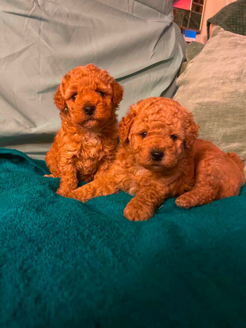 Cavapoo puppies 1 boy and 1 girl