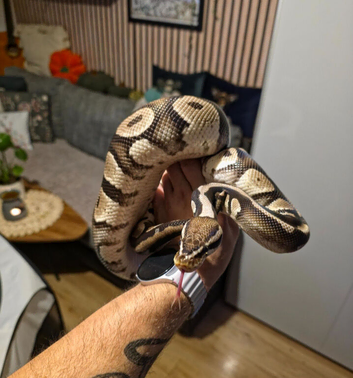 2 ball python left for sale