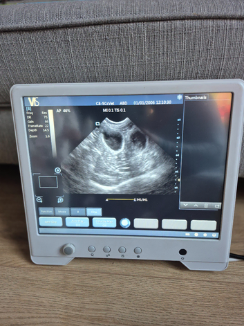 HAVEN mobile pet pregnancy scanning