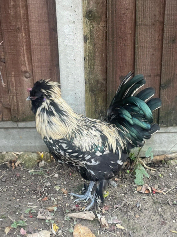 Rooster (silky/polish) and hen layer (silky / polish)