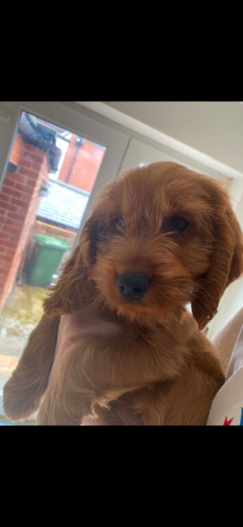 Cockapoo pup.