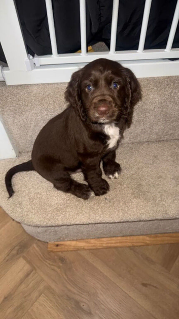 Adorable Cockapoo Puppies Ready For Families