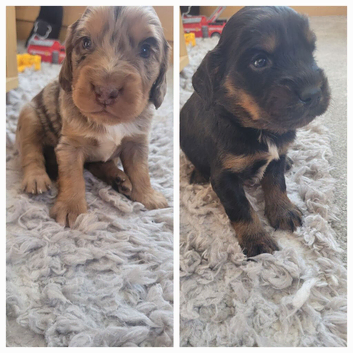 Cocker spaniel pups