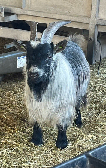 Silver/Grey Pygmy Billy 2025 Born