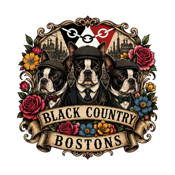 Stunning kc lilac Boston Terrier Puppy