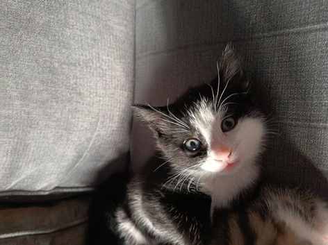 Kittens for sale. 2 females and 1 male.