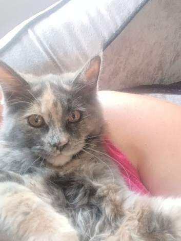 Tortie maine coon girl
