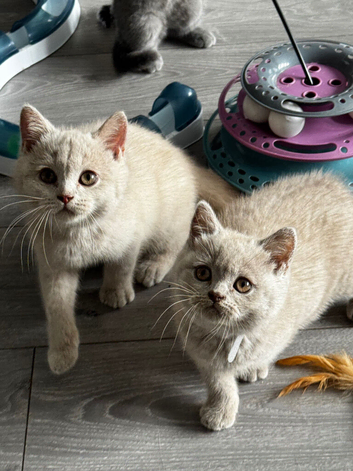 Stunning Lilac & Fawn Kittens - Tica Registered