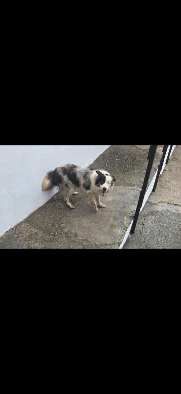 Gorgeous Blue merle