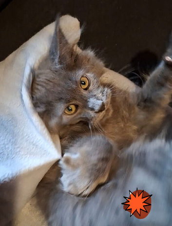 Pet or breeding Maine Coon kittens in Manchester