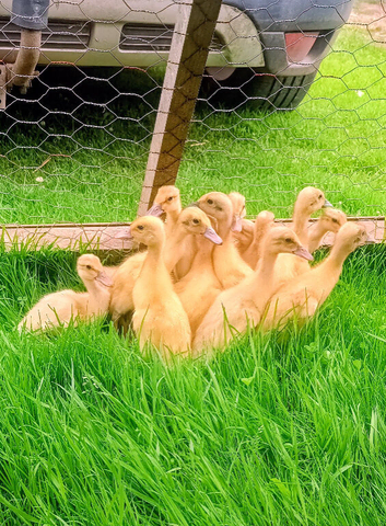 Off Heat/Outside GUARANTEED Female Indian Runner Ducklings