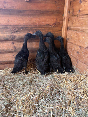 Cayuga ducklings for sale