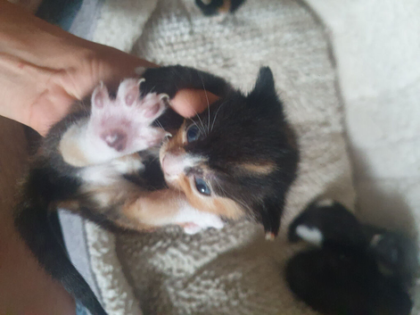 Kitten