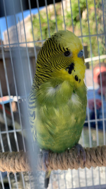 Missing green budgie