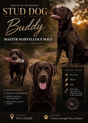 HEALTH TESTED KENNEL CLUB REGISTERED STUD