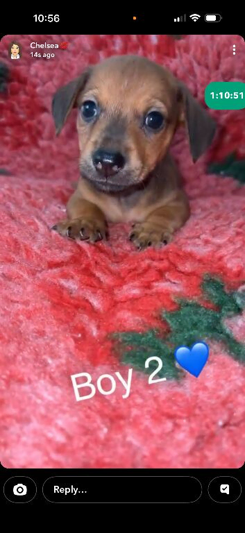 1 boy 1 girl chiweenie pups ready to peeve