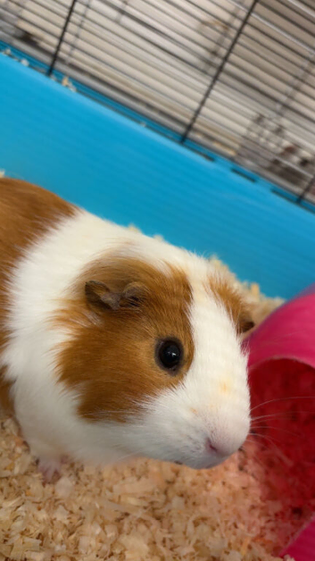 Guinea pigs for sale