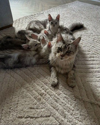 16 week Tica Maine coon