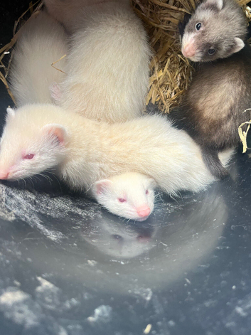 Baby ferrets for sale