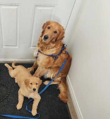 Golden Retrievers waiting