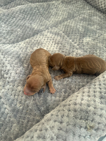 Miniature dachshund puppies for sale
