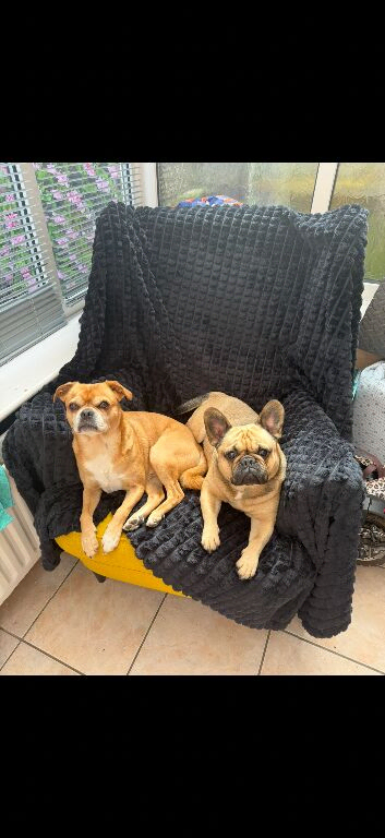 Lulu & marley need a home