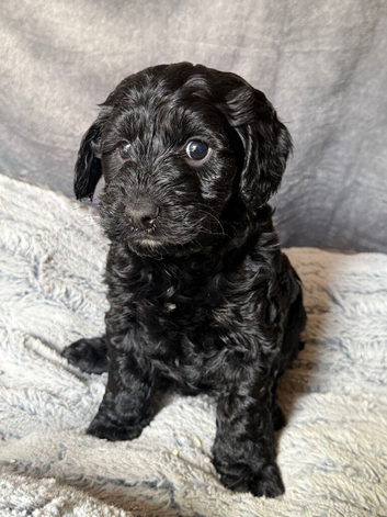 Cockapoo Puppies looking for there forever home