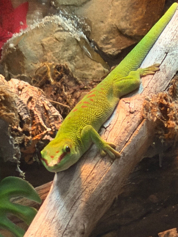 Giant Madagascan day gecko