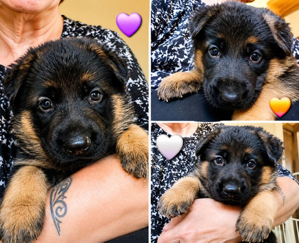 Gorgeous pedigree German Shepherd Puppies