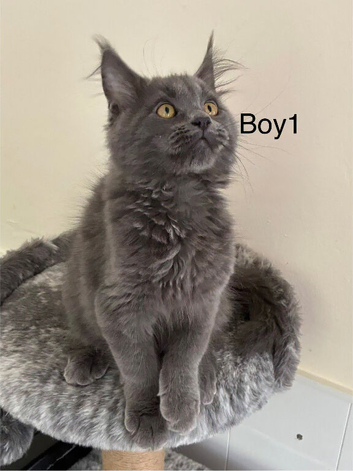 Full Maine coon kittens