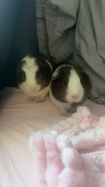2 boy guinea pigs