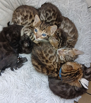 Pure pedigree bengal kittens