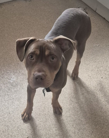 9 Month old Boy in need of a new home