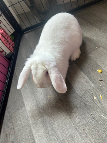 Male albino rabbit