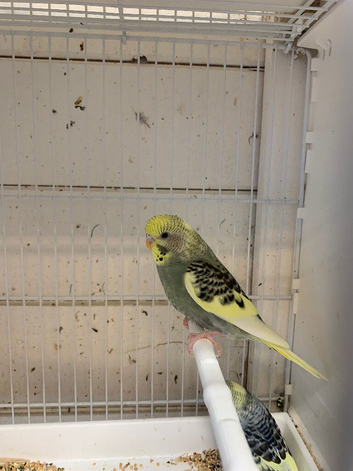 Young budgies