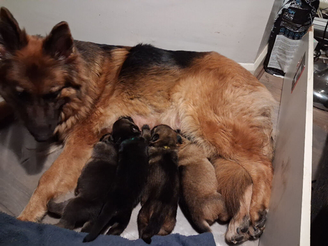 Full blooded German Shepherd puppies.
