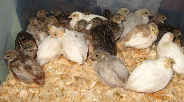 Button quails