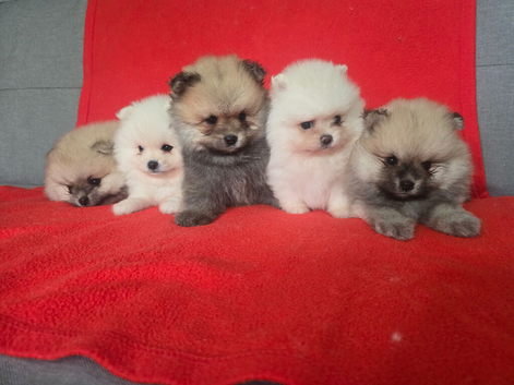 Pomeranian puppies KC registered for sale