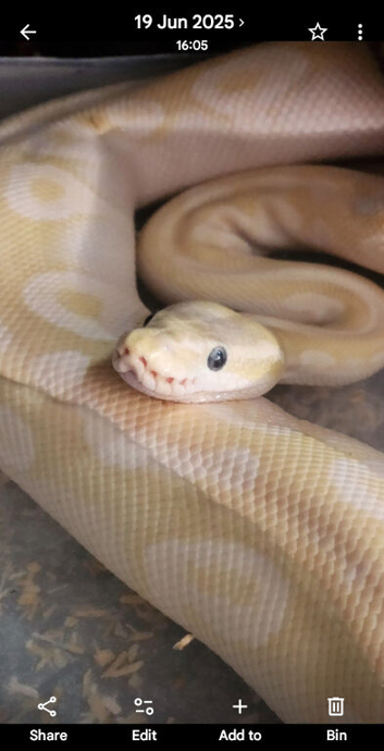 Beautiful crystal morph female 4 years old