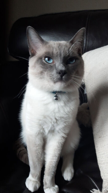 Ragdoll stud